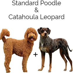 Pooahoula Dog